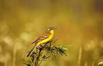 Wallpaper Field Birds Summer Nature
