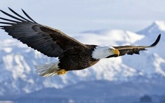 Beautiful HD Wallpaper U 3d Flying Bald Eagle