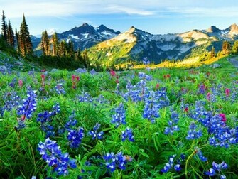Flowers Mountain Wildflowers Nature Mountains HD Desktop Wallpaper