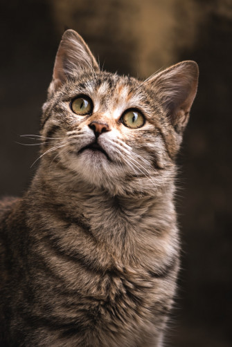 Cat Pictures Image HD Stock