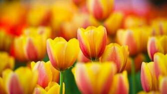 Desktop Wallpaper Tulips Orange Yellow Field