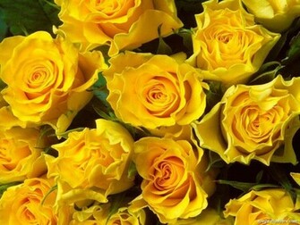 Yellow Roses Wallpaper