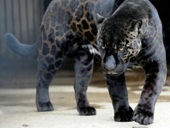 Black Panther Background Pictures HD Wallpaper