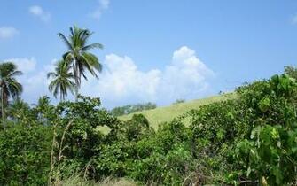 Tropical Island Nature Widescreen Desktop Background