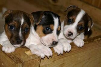 Jack Russell Terrier Wallpaper