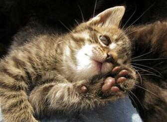 Cats Paw HD Wallpaper Animals