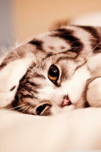 Funny Lazy Cat 4k HD Desktop Wallpaper For Ultra Tv