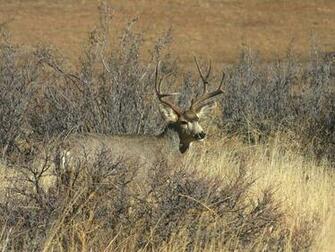 Mule Deer