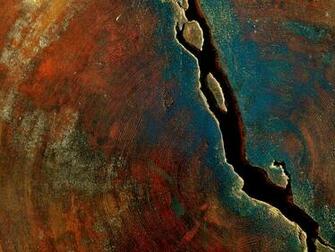 National Geographic Wallpaper Sequoia Tree Yosemite Park