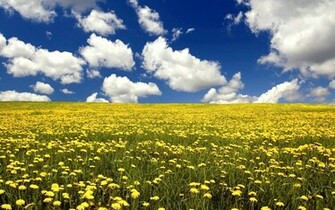 Name More Beautiful Flower Field Wallpaper Flgrx Graphics
