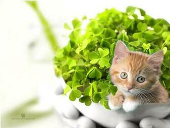 Top Beautiful Cat Wallpaper