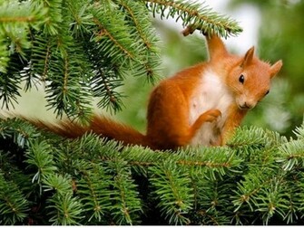 Squirrel Wallpaper Fun Animals Wiki Videos Pictures Stories