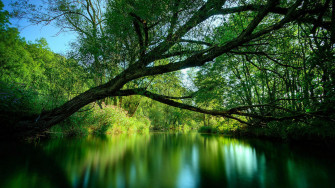 Desktop Wallpaper 3d Nature