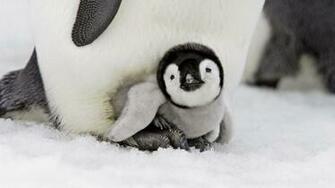 Baby Penguin Image Wallpaper HD