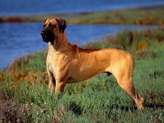 Great Dane Wallpaper