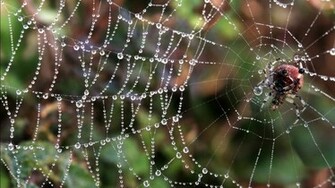 Site Design Copyright Computerwallpaper Net