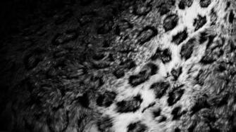 Black And White Leopard Wallpaper