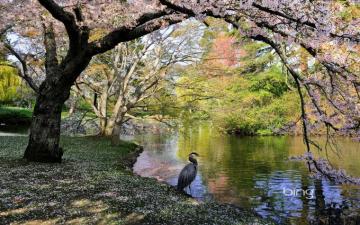 Cherry Trees In Beacon Hill Park Victoria British