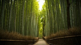 Amazing Bamboo Forest Wallpaper Screen