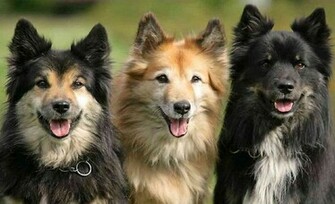 HD Wallpaper Dogs Desktop