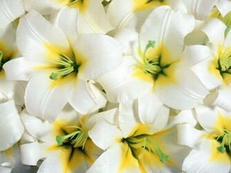 Beautiful Flowers Wallpaper News