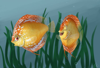 Discus Fish Photos Wallpaper The Fun Bank