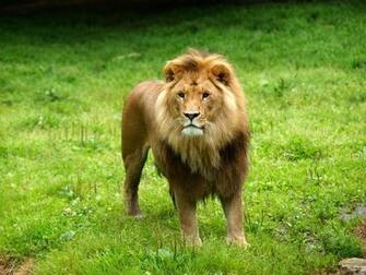 Lion Pride HD Wallpaper New