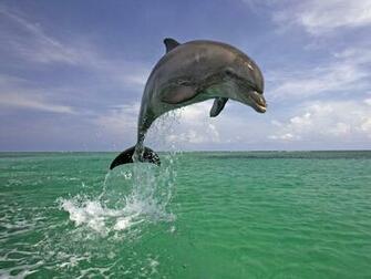 The Best Top Desktop Dolphin Wallpaper HD Dolphins Jpg