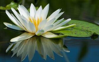 Water Nature Flowers Macro Lily Pads Lilies Wallpaper Background