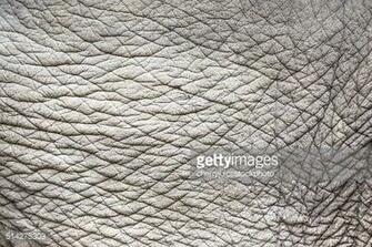 Elephant Skin Background Stock Photo Getty Image