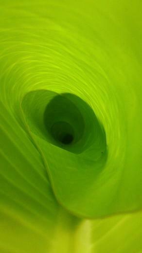HD Green Leaf iPhone Wallpaper