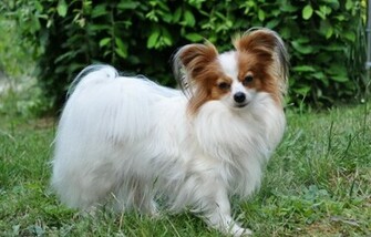 Papillon Puppy Cute Dog Dogs