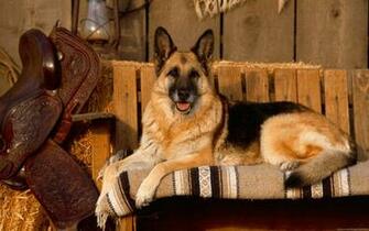 German Shepherd HD Wallpaper Background Image