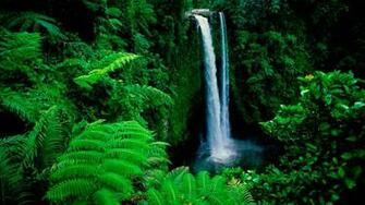 Forest Background Image HD Wallpaper Of Nature