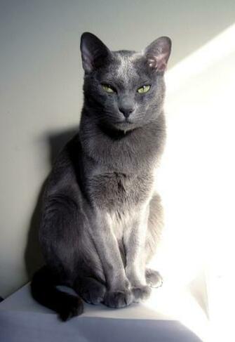 Nice Korat Photo And Wallpaper Beautiful Pictures