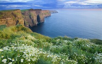 Cliffs Of Moher Flowers Wallpaper