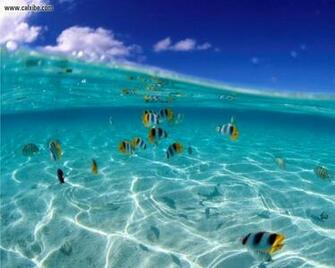 Tags Fish Pics Saltwater
