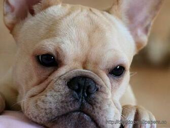 French Bulldog Puppy