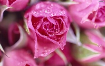 Pink Roses Rose Wallpaper Light