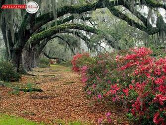 Spring Flowers Wallpaper Picture Image