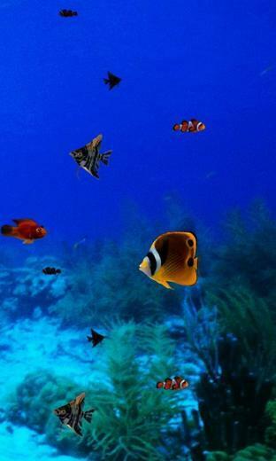 Night Aquarium Live Wallpaper HD Background