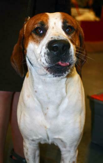English Foxhound Dog Photo And Wallpaper Beautiful Funny
