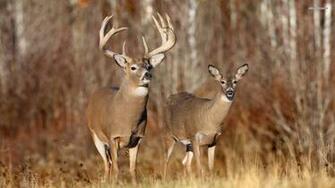 Whitetail Deer Wallpaper Screensaver Image