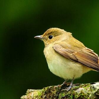 Image About His Eye Is On The Sparrow