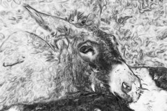Donkey Photos Wallpaper Desktop Background