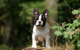 French Bulldog Charm Wallpaper
