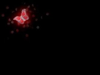 Conservation Butterfly Red Wallpaper