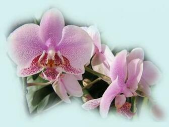 Beautiful Orchids Wallpaper