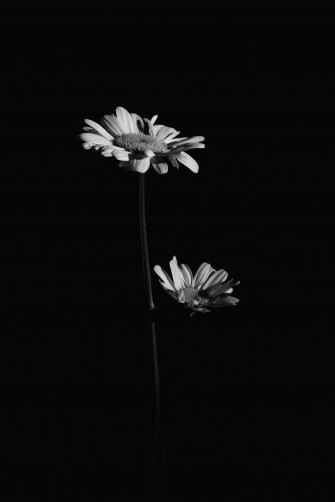 Black And White Flowers Wallpaper