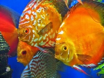 Discus Fish Photos Wallpaper The Fun Bank